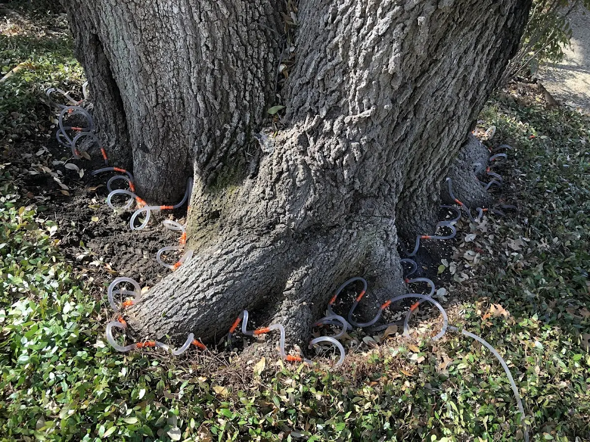 Detailed Shrub and Hedge Trimming job site in Dobson