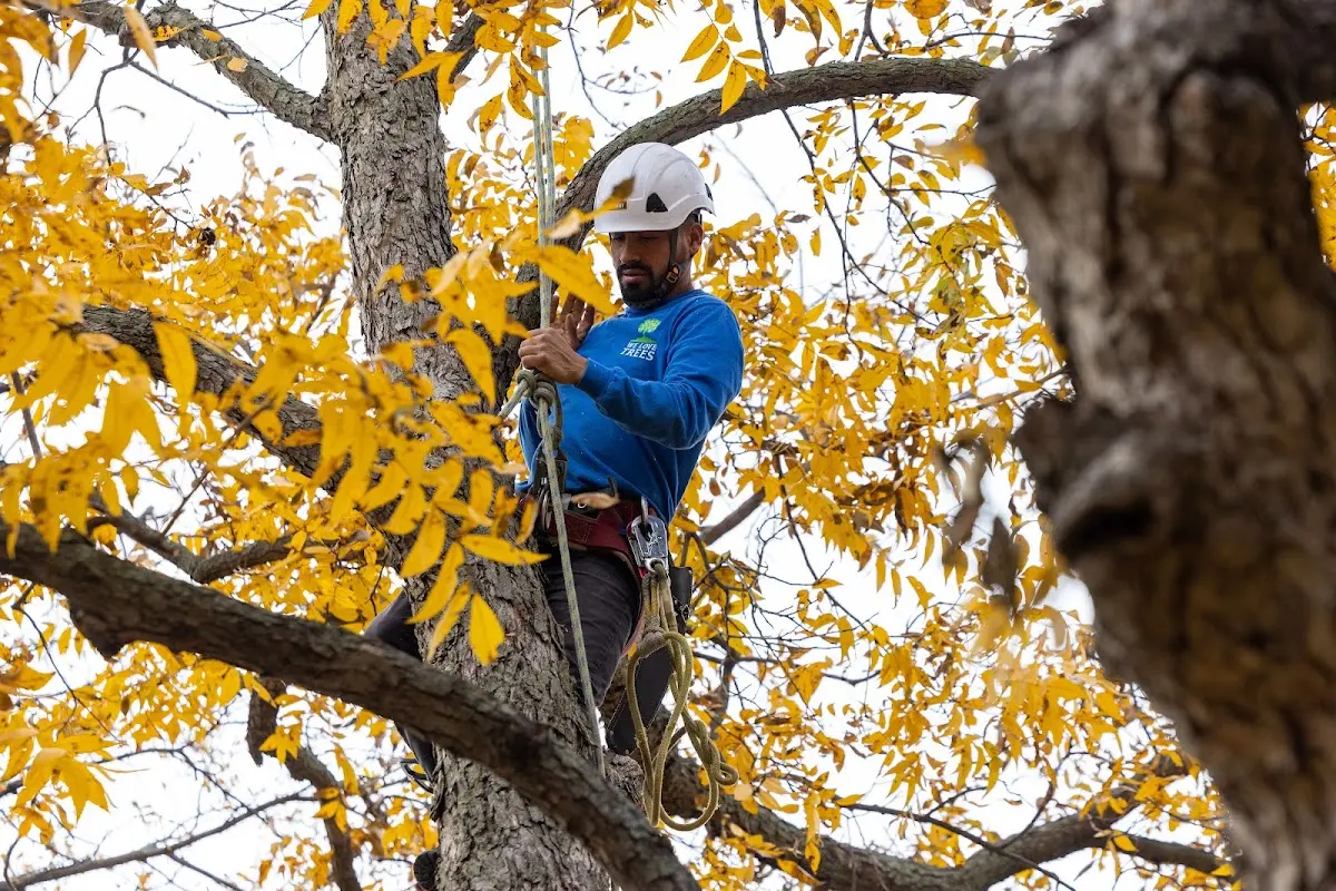 Skilled Tree Trimming crew working in Dobson