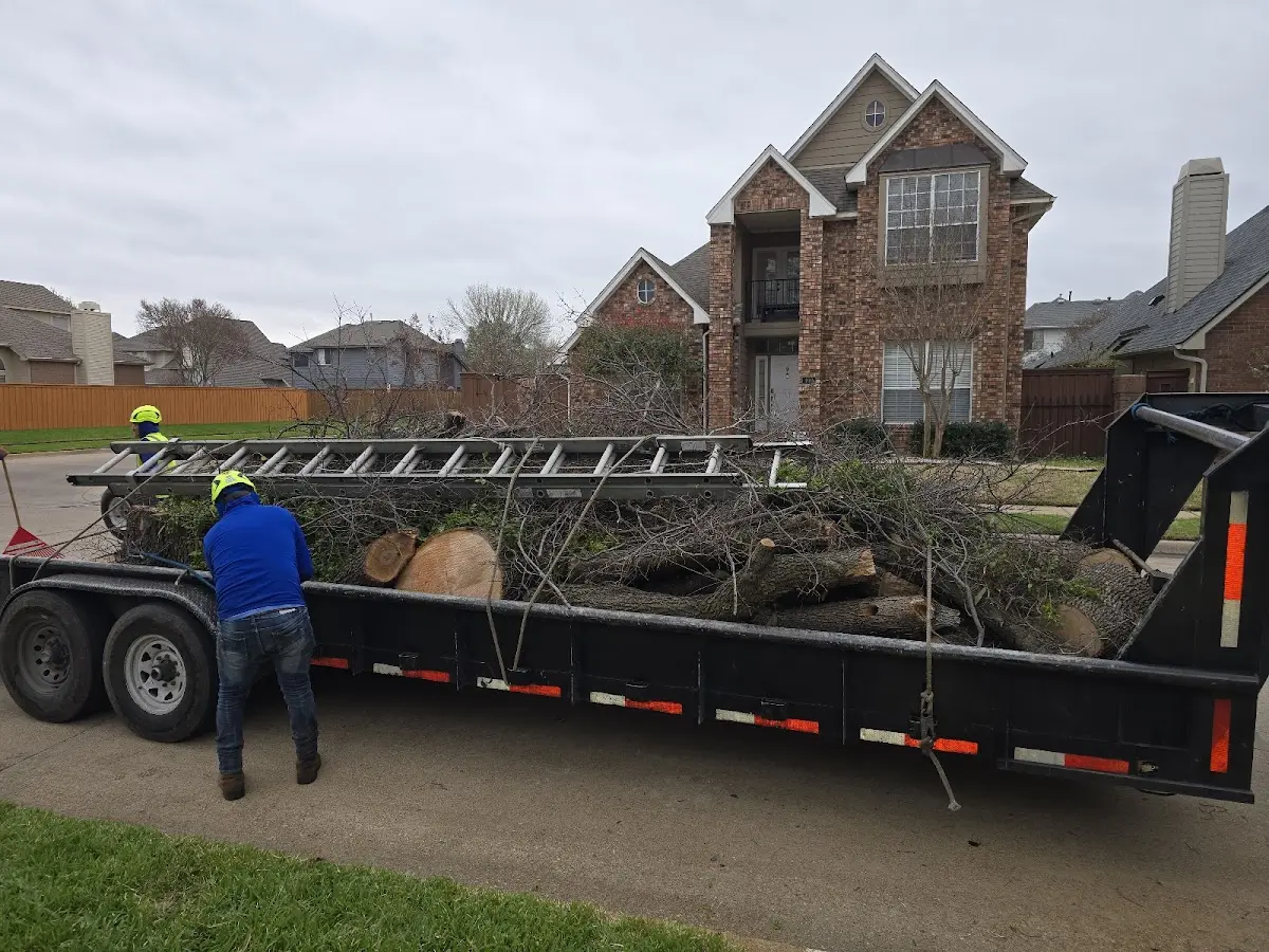 Expert Tree Removal with proper safety equipment in Dobson